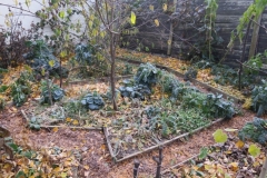 1.11.2015 Záhony s přezimující zeleninou zamulčované vrstvou listí